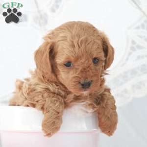 Macy, Toy Poodle Puppy